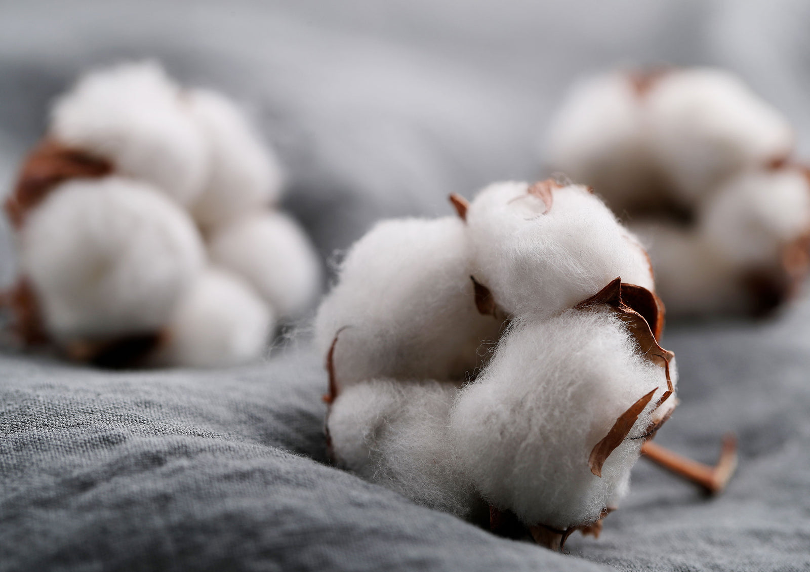 Pourquoi porter du coton BIO ?